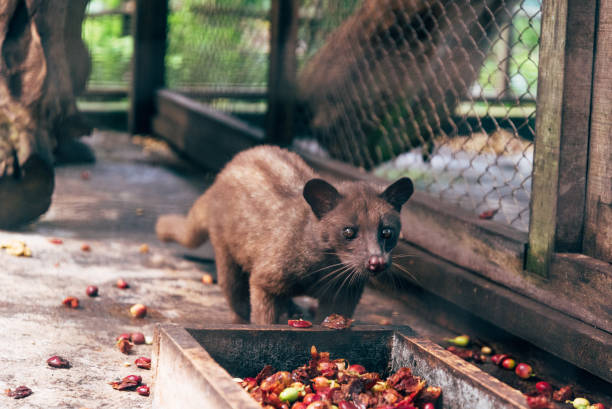 Kopi Luwak Indonesia: Keistimewaan, Pasar Premium, dan Potensi Ekonomi Global