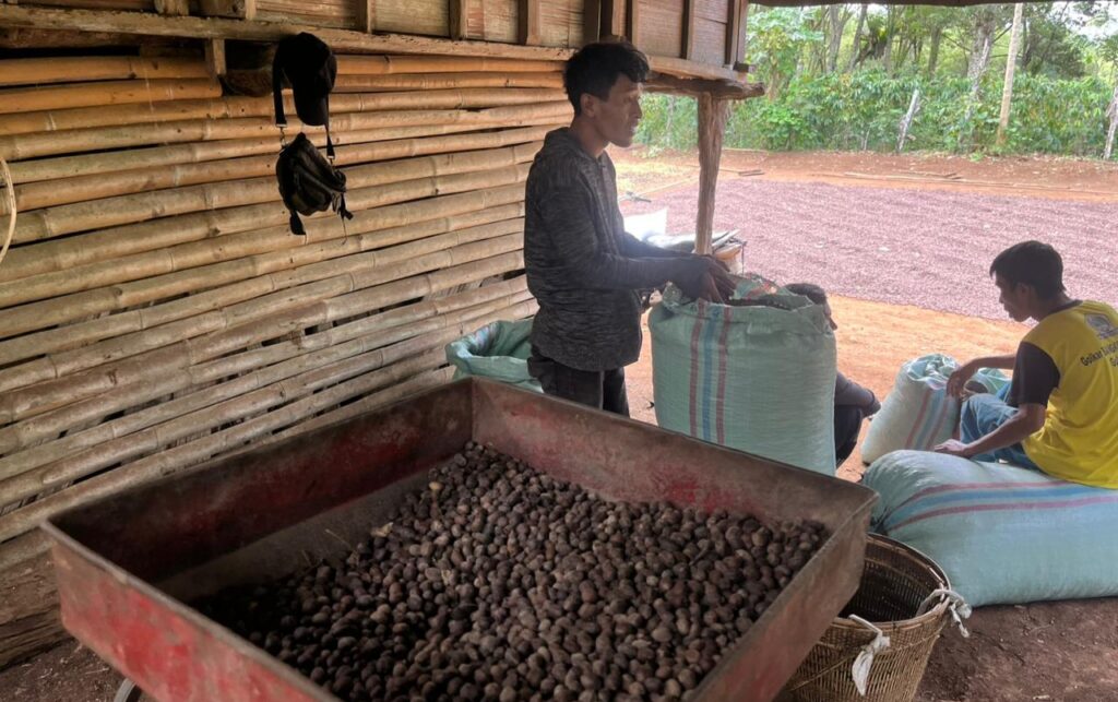 Harga Kopi Robusta Anjlok, Petani di Empat Lawang Terpukul