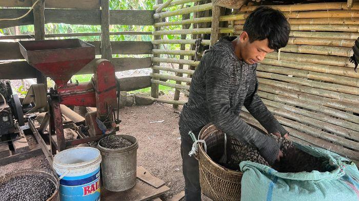 Harga Kopi Anjlok ke Rp45 Ribu, Petani Empat Lawang Menjerit
