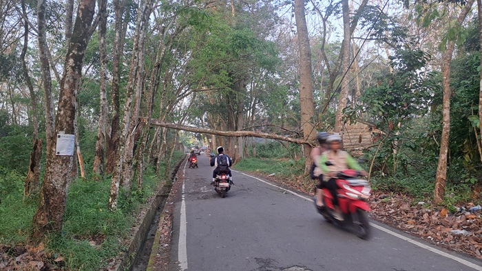 Dilanda Hujan Deras, Pohon Karet di Prabumulih Tumbang, Pengendara Diminta Waspada