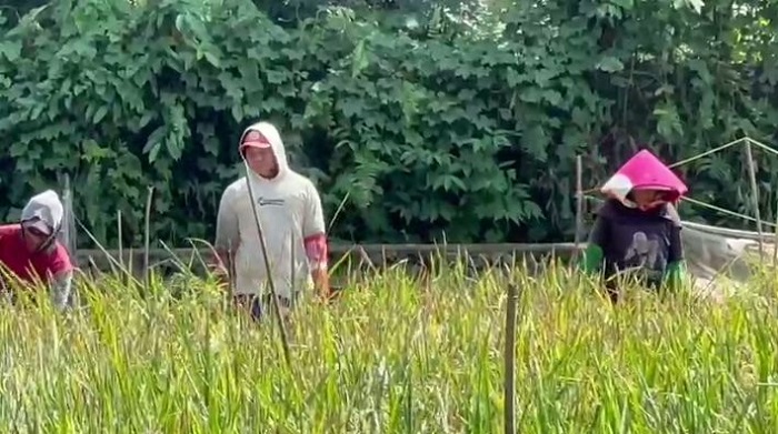 Tanam Tak Serempak Jadi Pemicu Serangan Tikus di Sawah Sumsel