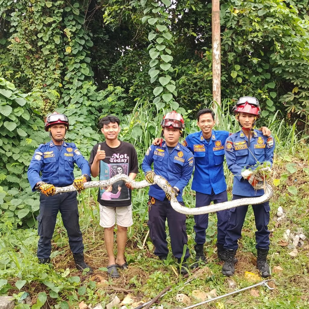 Ular Piton 3 Meter dan Belasan Telurnya Dievakuasi Damkar Palembang