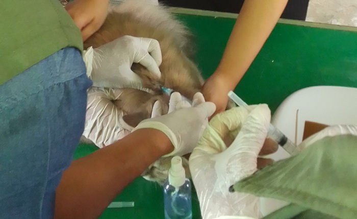 Stok Menipis, Satu KK Bisa Vaksin Rabies Tiga Hewan Peliharaan