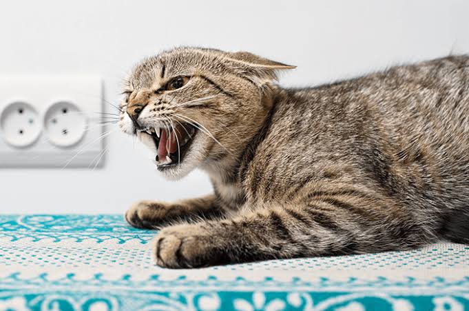 Sumsel Targetkan Bebas Rabies 2028, Desa Jadi Garda Terdepan Pengendalian