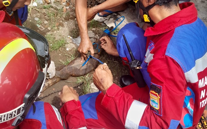 Masuk Dapur Rumah, Dua Biawak Buat Heboh Warga Sukarami