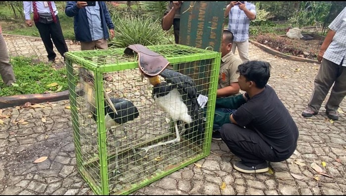 Pelihara Tanpa Izin, BKSDA Sumsel Sita 10 Satwa Dilindungi dari Agrowisata Kebun Kito Lubuklinggau