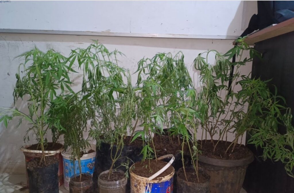 Dapur Petani Jadi Kebun Terlarang, Polisi Amankan 44 Batang Ganja
