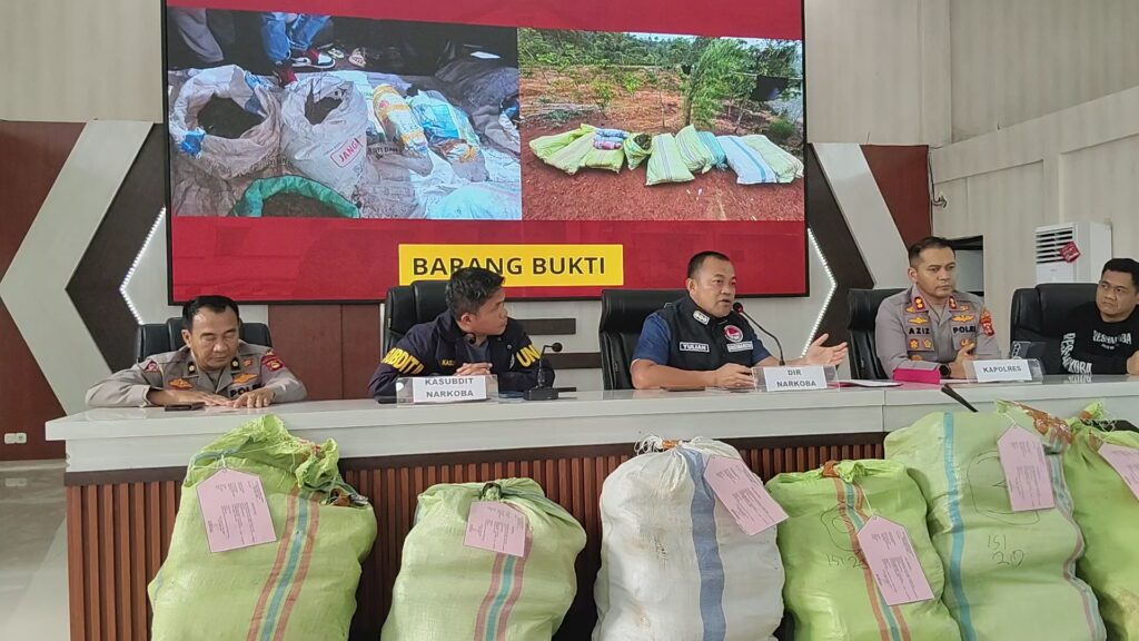 Ladang Ganja 3 Hektare Ditemukan di Empat Lawang, Polda Sumsel Isyaratkan Operasi Lanjutan