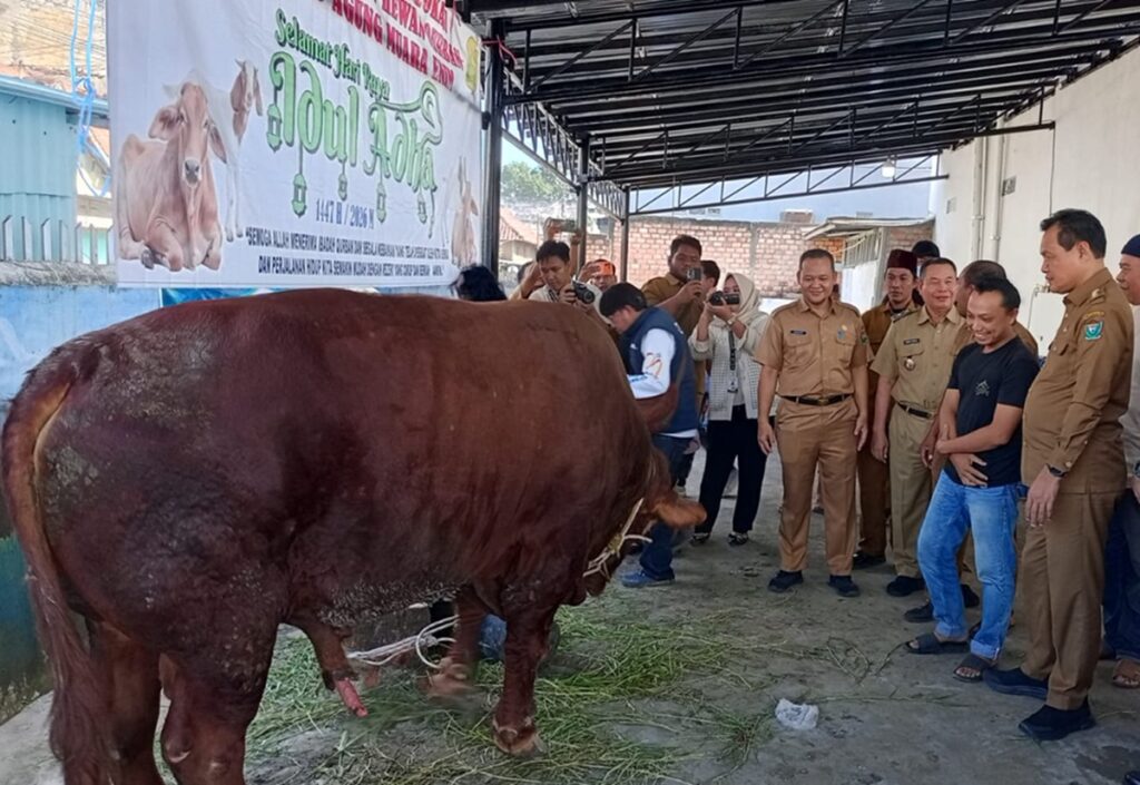 Pemkab Muara Enim Salurkan 17 Sapi Kurban, Termasuk Bantuan Presiden