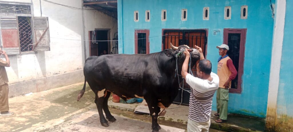 Berbobot Hampir 1 Ton, Sapi Angus Asal Musi Rawas Dibeli Presiden Prabowo