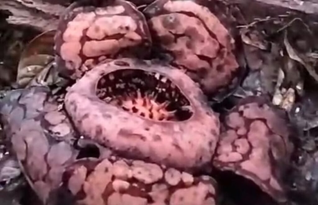 Petugas TNKS Temukan Raflesia Hasselti Mekar di Muratara
