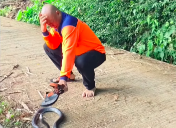 Heru Gundul Alami Cedera Mata Usai Tersambar Bisa Kobra Saat Rescue Ular