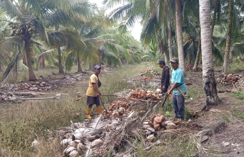 Dua Kali Jadi Korban Pencurian Kelapa, Pemilik Kebun Merugi Rp60 Juta