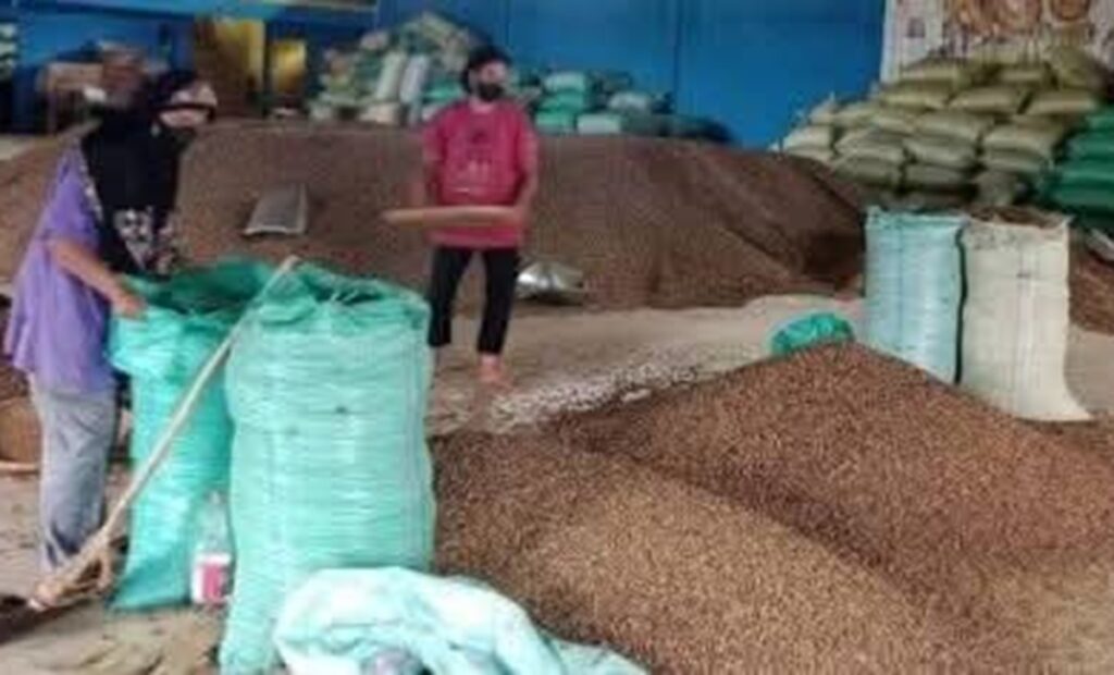 Harga Kopi di Pagar Alam Naik hingga Rp63 Ribu per Kilogram, Petani Mulai Jual Stok Simpanan