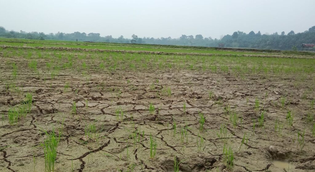 Puluhan Hektare Sawah di Empat Lawang Terancam Gagal Panen Akibat Kemarau