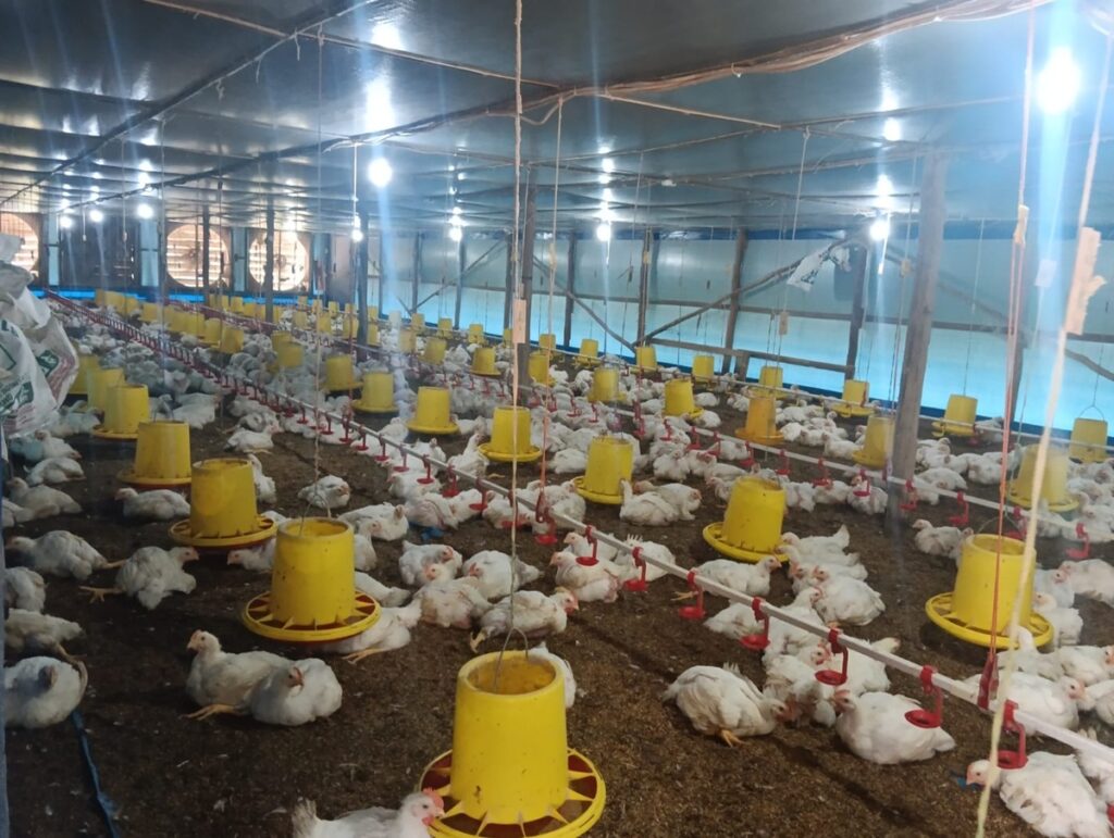 Harga Ayam di Sumsel Tembus Rp40 Ribu per Kilogram, Cuaca Panas Pengaruhi Produksi Peternak