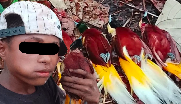 Viral Foto Dugaan Perburuan Cenderawasih Papua, Warganet Geram