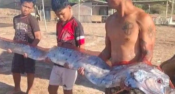 Heboh Ikan ‘Kiamat’ Oarfish Muncul di Pantai Pink Lombok, Panjangnya 4 Meter
