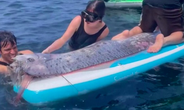 Ikan Oarfish Terdampar di Pantai Pink Lombok Bukan Pertanda Gempa, Pakar: Tak Ada Bukti Valid