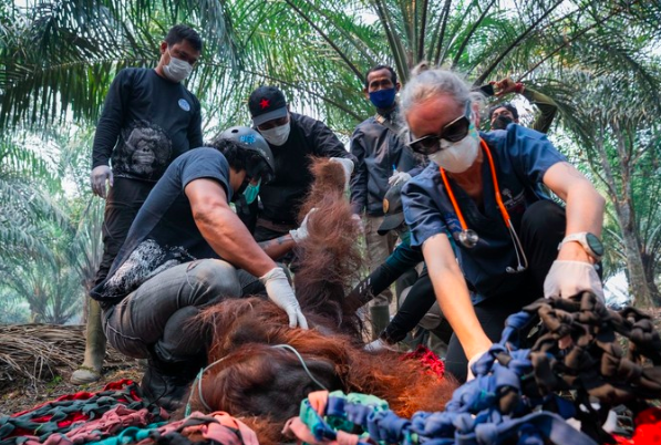 Asap Karhutla Pekat, Orang Utan di Ketapang Ditemukan Lemas hingga Tak Sadarkan Diri