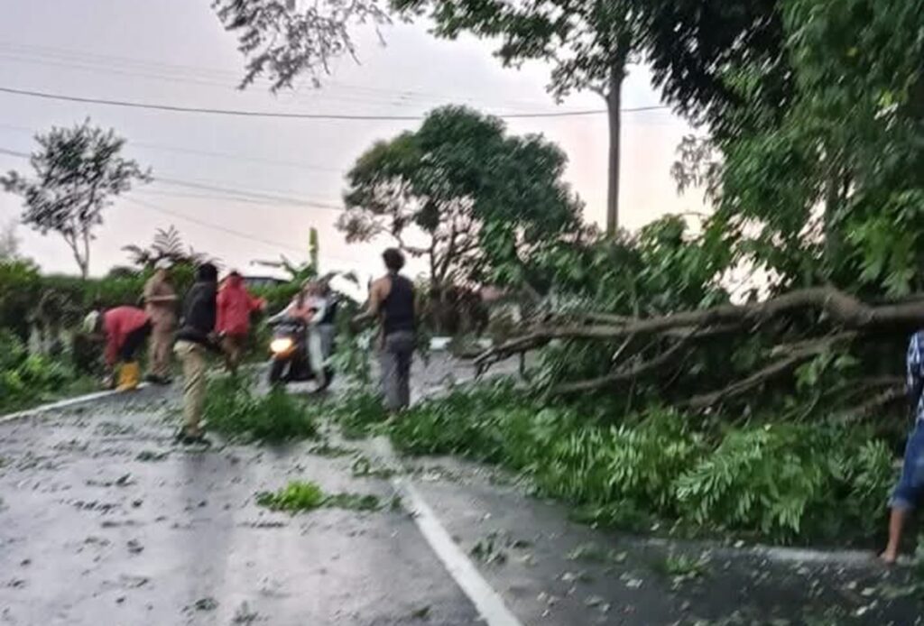 Hujan Deras Disertai Angin Kencang Terjang Pagar Alam, Sejumlah Pohon Tumbang dan Listrik Padam
