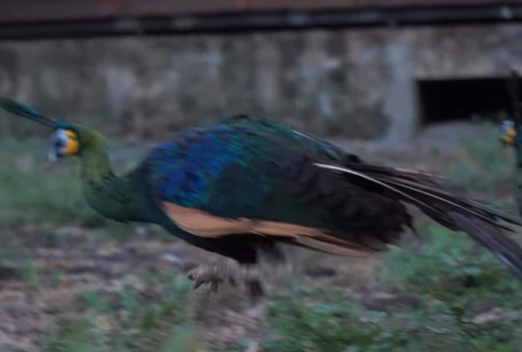 Tiga Satwa Burung Dilindungi Dilepasliarkan ke Taman Nasional Baluran