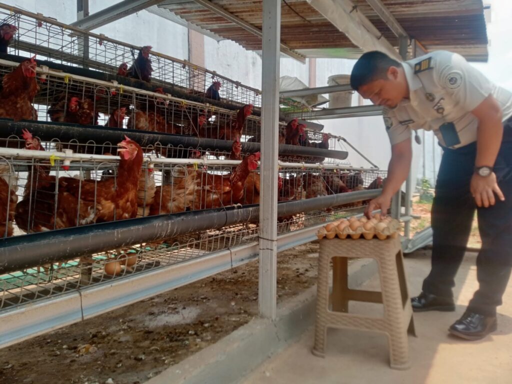 Sebulan, Warga Binaan di Lapas Muara Enim Hasilkan 1.800 Butir Telur Ayam